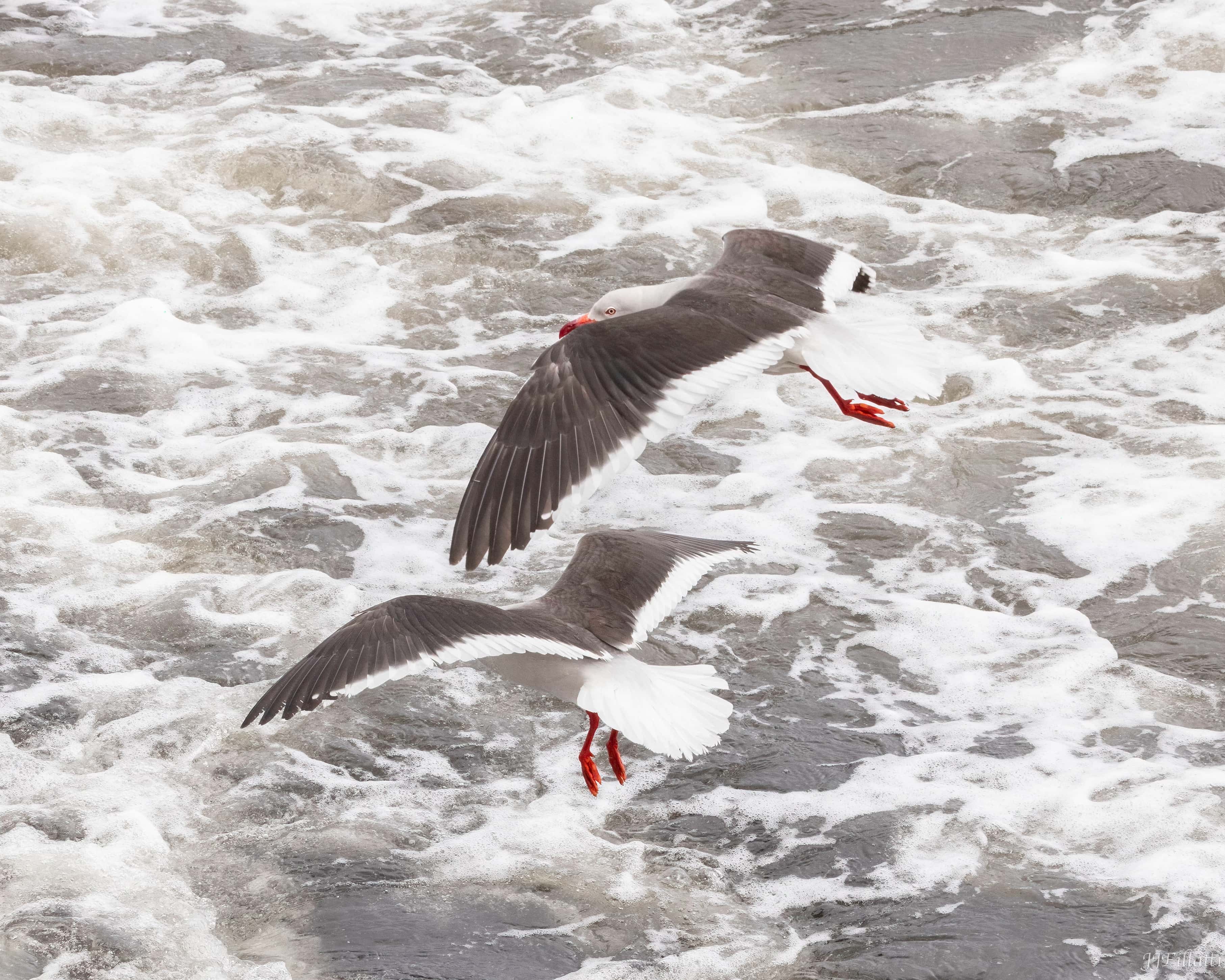 bird of the falklands image 87